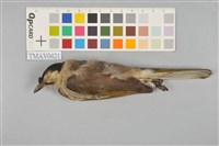 藏品(烏頭翁)的圖片